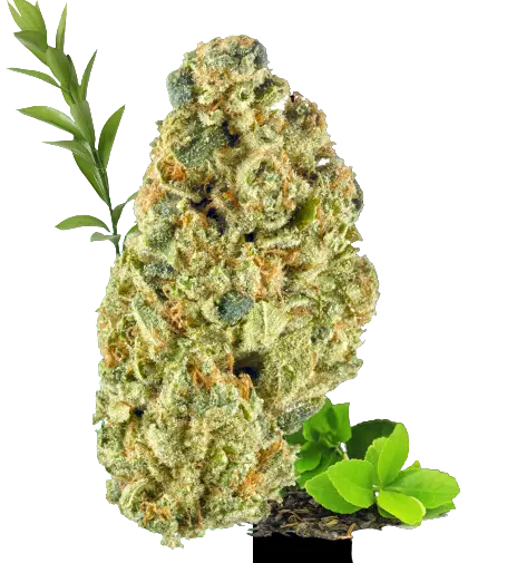 Highest Quality Cannabis